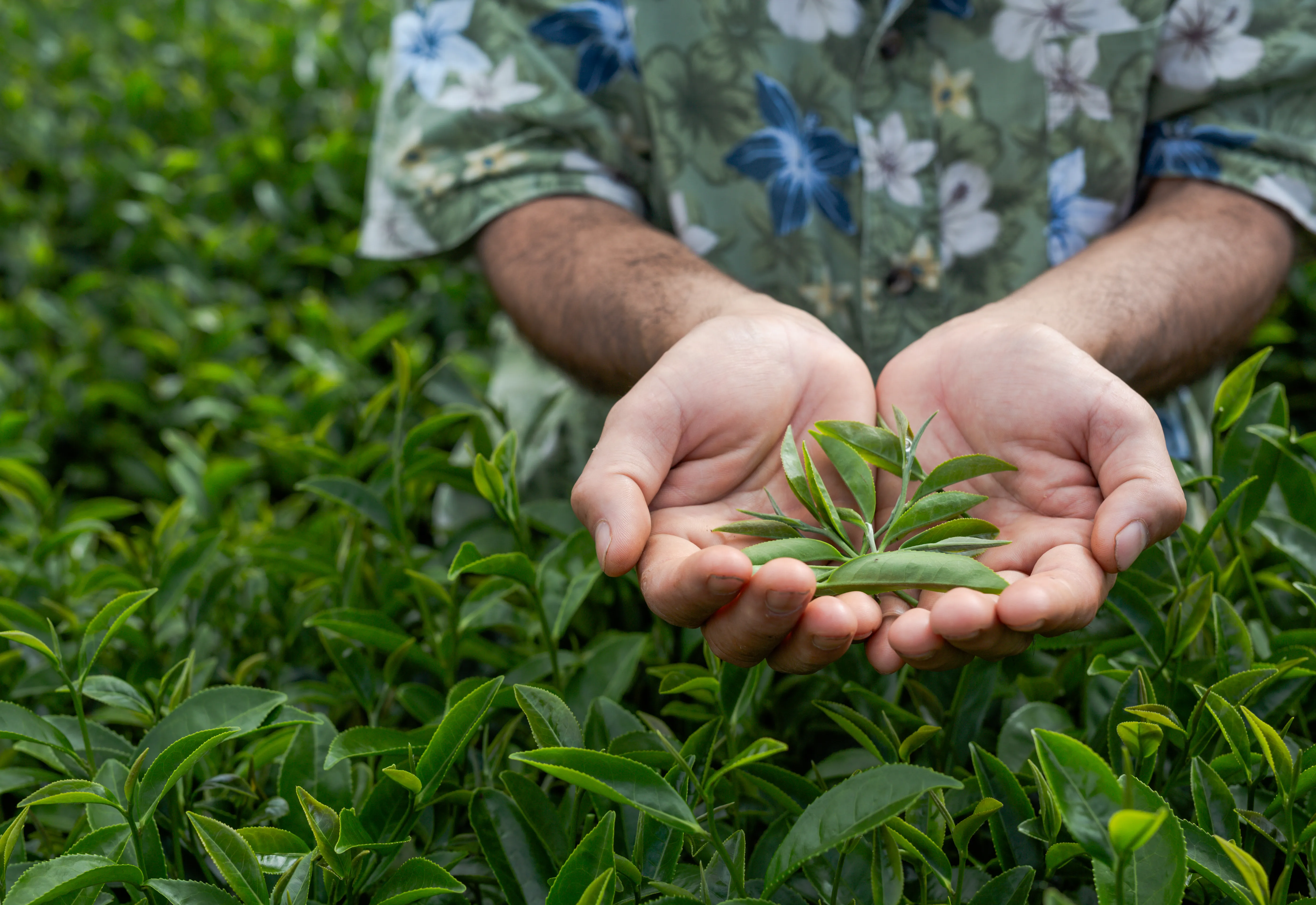 Botucatu conquista destaque estadual no Prêmio Município Agro – Ranking Paulista