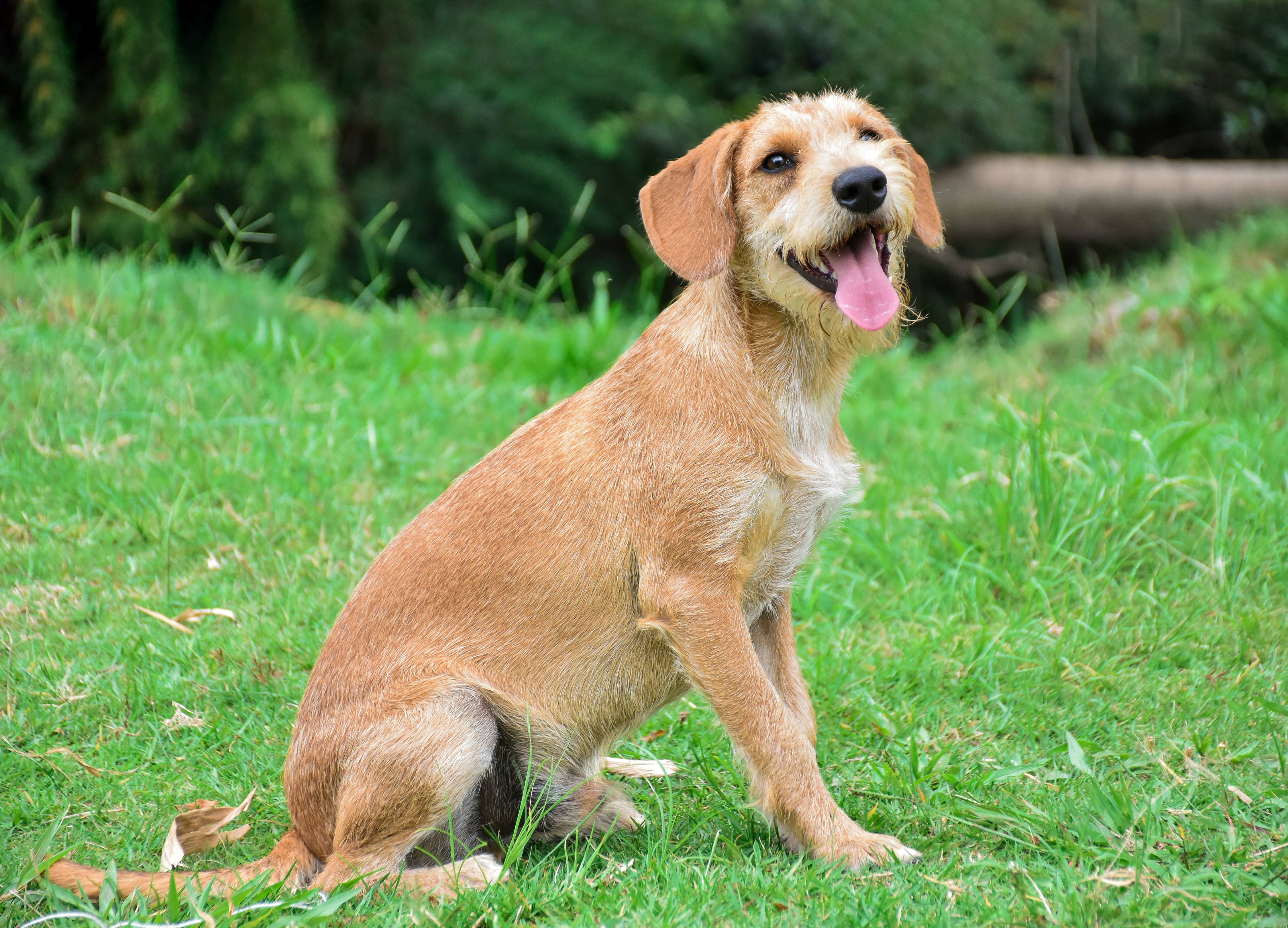 Prefeitura realizará mutirão de castração gratuita para cães no Bairro Alto