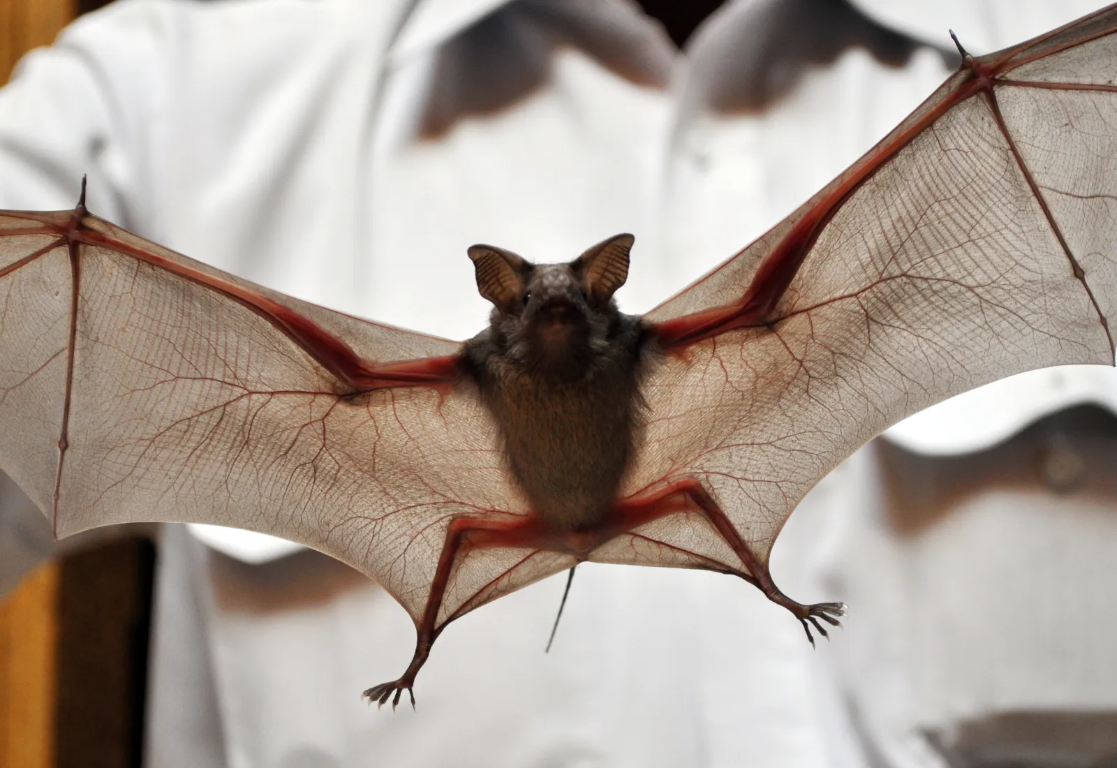 Vigilância Ambiental registra quase 600 atendimentos envolvendo morcegos em 2025