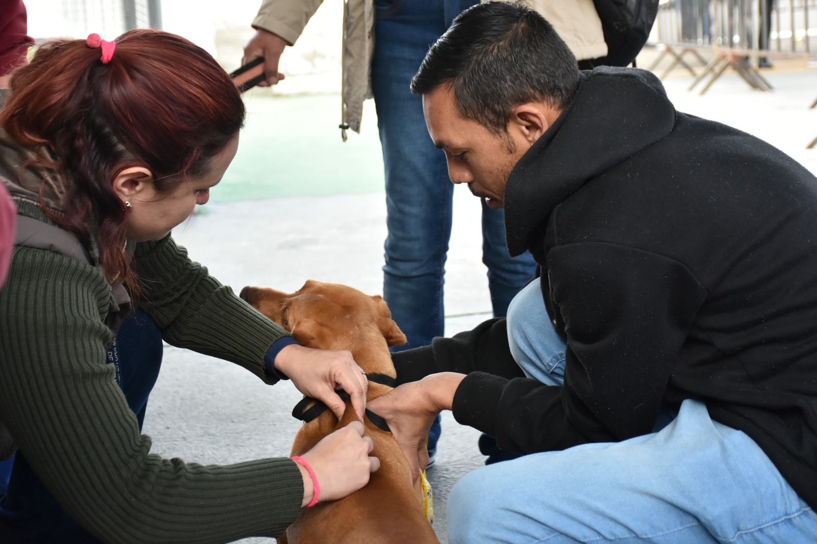 VAS realizará vacinação antirrábica, microchipagem e feirinha de doação de animais no próximo domingo